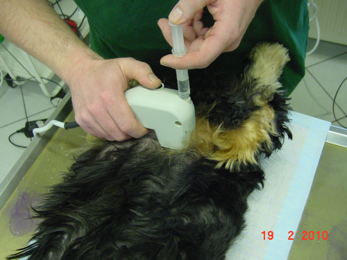 Untersuchung HF US Hund