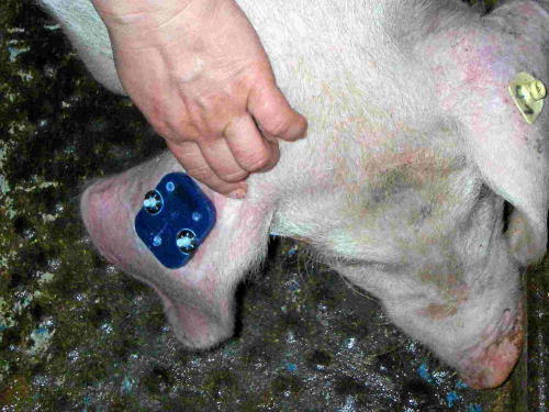 OhrmarkeSchwein
