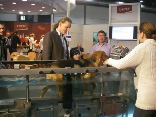 Hund Physiotherapie